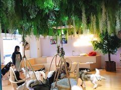 大堂-Husky Go! 哈士奇体验馆·宠物咖啡厅狗咖