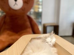 -瞄一喵猫咖(格力海岸店)