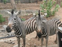 -清迈夜间动物园