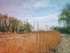 -大兴滨河森林公园