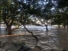 -宝安西湾红树林湿地公园