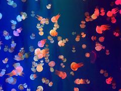 -成都浩海立方海洋公园