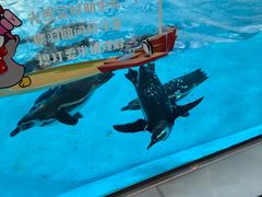 -帝企鹅自助餐厅•儿童岛•真企鹅(长隆企鹅酒店)