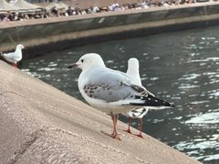 -悉尼歌剧院