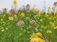 -漩门湾国家湿地公园