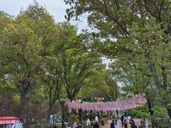 -金鸡湖桃花岛