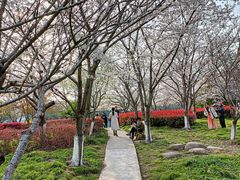 -高东镇樱花园