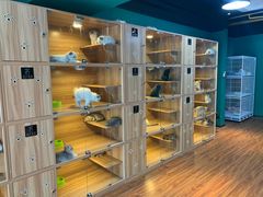 -猫十亿·布偶金渐层·曼基康矮脚猫舍(青年路店)