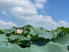 -荷塘月色湿地公园·向阳花洲