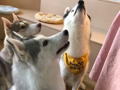桃心-Husky Go! 哈士奇体验馆·宠物咖啡厅狗咖