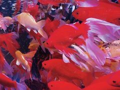 -青石桥花鸟鱼虫市场(叠翠城店)