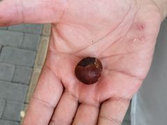 -秋栗香(地安门店)