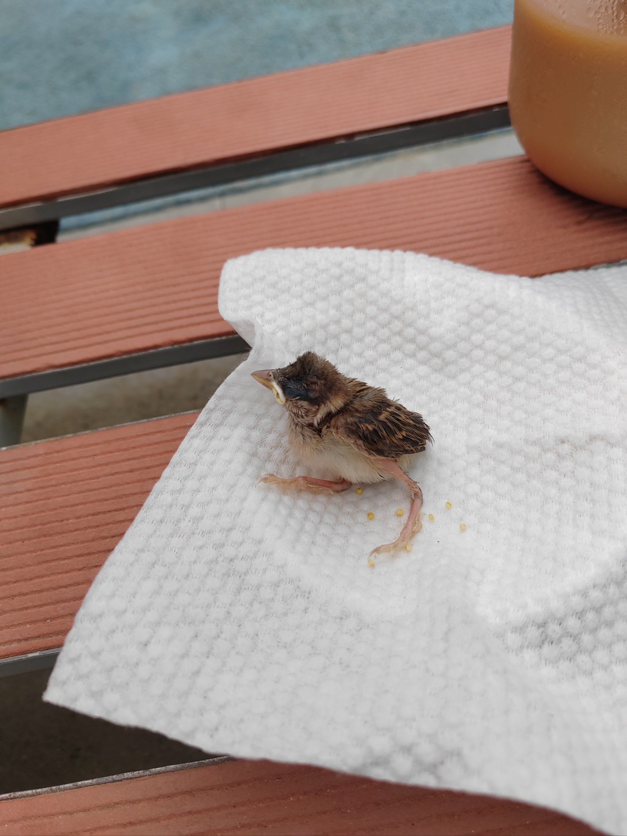 捡到一只掉落的麻雀宝宝92