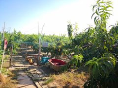 -樂桃源奉贤黄桃种植采摘基地