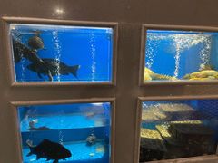 -食神鱼头佛跳墙(百子湾旗舰店)