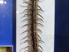 -上海昆虫博物馆