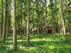 -黄海国家森林公园