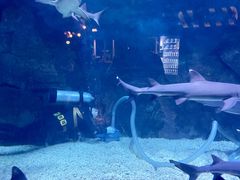 -烟台海昌鲸鲨海洋公园