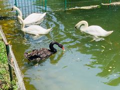 -长白岛森林公园