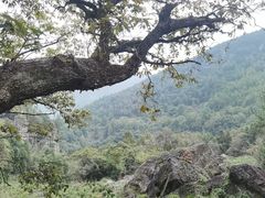 -石台牯牛降景区