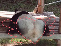 -栾川竹海野生动物园