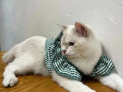 -猫小主咖啡·猫咖cat cafe(福田店)