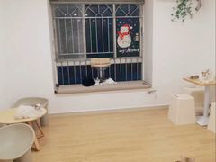 -有喵·猫咖·狗咖·30几只猫10只小狗(岗厦店)