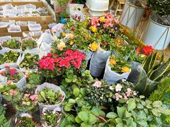 -循礼门鲜花花市(武汉循礼门店)