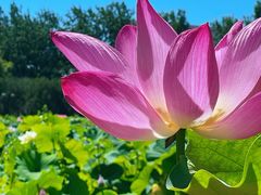 -莲花池公园