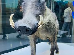 -国家自然博物馆