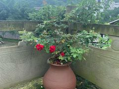 -燊海井