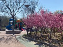 -大兴滨河森林公园