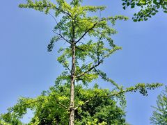 -新虹桥中心花园