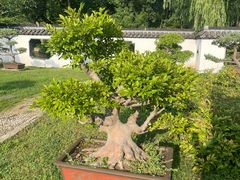 -盆景园(扬州大运河文化旅游度假区)