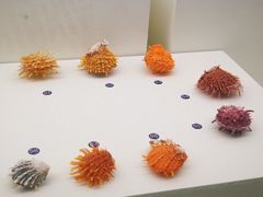 -青岛贝壳博物馆