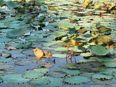 -南国桃园旅游度假区