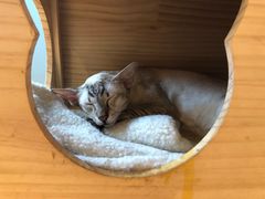-遇见羊驼·奶狗咖·布偶猫咖·法斗柯基柴犬阿拉斯加(春熙路太古里IFS店)