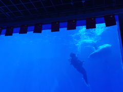 -多彩贵州城极地海洋世界