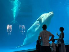 -海合安成都极地海洋公园