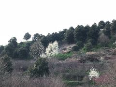 -新建村梅花