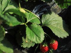 -昌平兴寿秀秀草莓采摘园