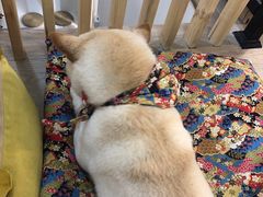 -柴迷FANS CLUB·柴犬狗咖·猫咖
