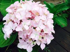 iphone_upload_pic-活水公园