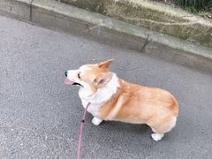 -翊宠yipet猫狗购宠庄园犬舍•猫舍