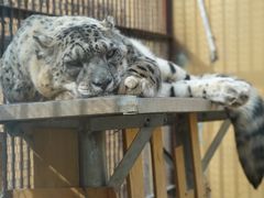 -青藏高原野生动物园