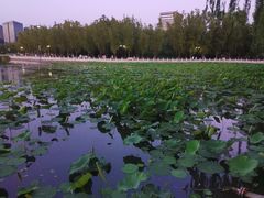 -莲花池公园