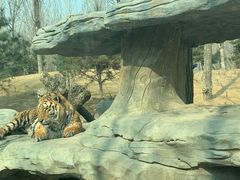 -北京野生动物园