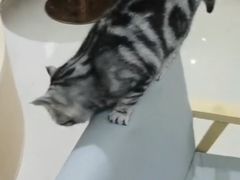 -鼓捣猫呢主题猫咖店