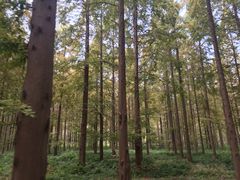 -黄海国家森林公园