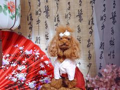 -超宠爱宠物摄影-Super pet